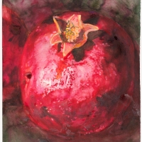Early pomegranate - Gay Bilson project
