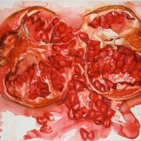 Large pomegranate drawing
